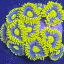Zoanthus "Blueberry Pie"